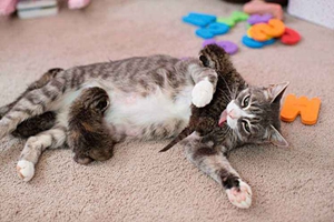 猫咪生产后吃什么 猫咪生产饮食整理