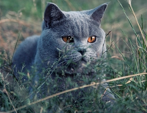 沙特尔猫繁殖要注意什么 沙特尔猫繁殖注意事项