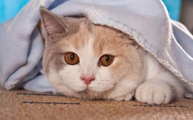 卡尔特猫多久驱虫一次 卡尔特猫驱虫时间