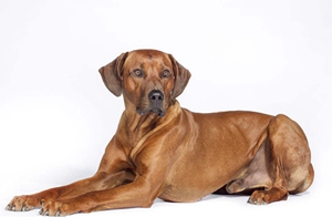 罗得西亚脊背犬好养吗 猎狮犬喂养要点