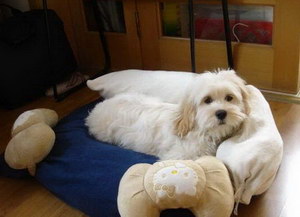 迷你贝吉格里芬凡丁犬指甲剪出血了处理方法