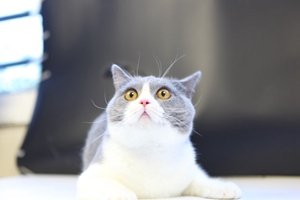 英国短毛猫要绝育吗 绝育有什么好处吗