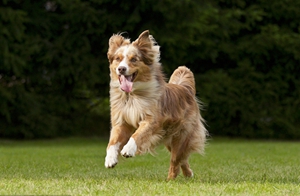 澳大利亚牧羊犬毛发怎么打理 澳洲牧羊犬毛发打理方法