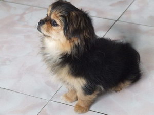 西藏猎犬耳朵怎么清洁 西藏猎犬梗耳朵护理方法