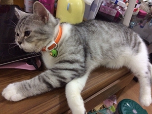 英国短毛猫怀孕要注意什么 英国短毛猫孕期注意事项