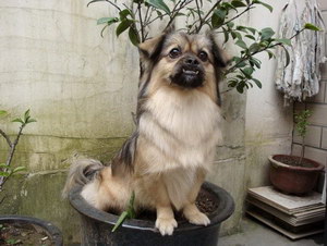 西藏猎犬怎么洁齿好 西藏猎犬牙齿清洁方法