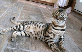 阿舍拉猫口腔溃疡怎么治疗 阿舍拉猫口腔溃疡治疗方法