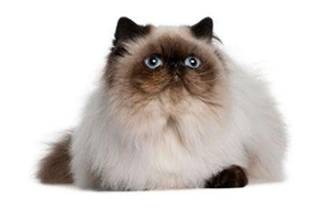 喜马拉雅猫怀孕了吃什么 喜马拉雅猫怀孕食谱