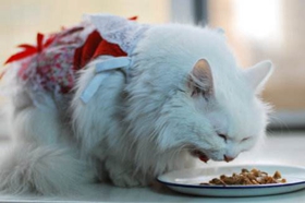 蒂凡尼猫咳嗽怎么治疗 蒂凡尼猫咳嗽治疗方法