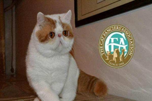 怎么帮加菲猫接生 加菲猫接生方法