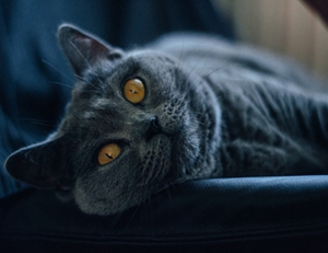 沙特尔猫奶水不足怎么办 沙特尔猫奶水不足原因介绍
