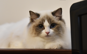 布偶猫产后怎么催乳 产后催乳四方法