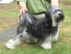 罗秦犬好养吗 罗秦犬饲养方法