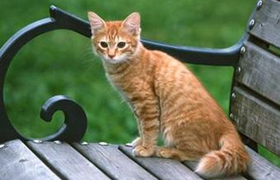 美国刚毛猫睡觉抽搐怎么回事 睡觉抽搐原因详解