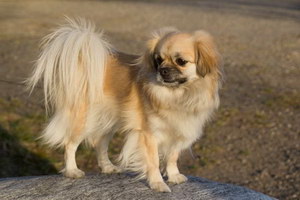 西藏猎犬怎么洗澡 西藏猎犬洗澡护理教程