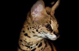 阿舍拉猫眼睛变红怎么回事 阿舍拉猫眼睛变红原因介绍