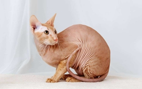 为什么彼得秃猫眼睛浑浊 彼得秃猫眼睛浑浊解决办法
