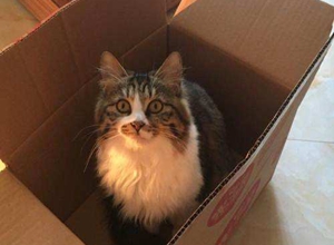 褴褛猫假孕是怎么回事 褴褛猫假孕原因分析