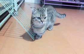 怎么预防曼基康猫肾结石 肾结石预防必备知识