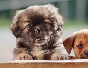 西藏猎犬怎么洗澡 西藏猎犬梗洗澡步骤流程