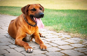罗得西亚脊背犬性格怎么样 猎狮犬性格平易近人