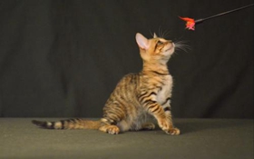 玩具虎猫得了肺炎怎么办 肺炎治疗方法