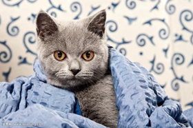 卡尔特猫骨折怎么办 卡尔特猫意外骨折处理方法