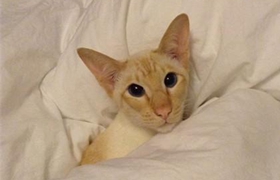 重点色短毛猫怎么消除泪痕 泪痕消除方法