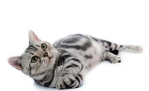 猫怀孕几个月生产 猫咪怀孕时间