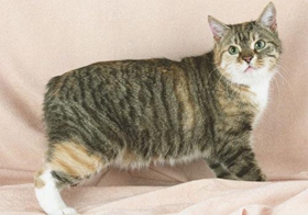 马恩岛猫为什么会腹胀 马恩岛猫幼猫腹胀治疗