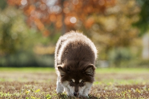 芬兰拉普猎犬怎么刷牙 芬兰拉普猎犬刷牙教程