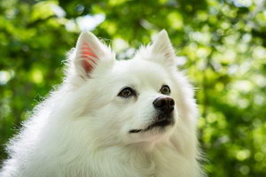 爱斯基摩犬怎么养 美国爱斯基摩犬饲养心得