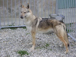 捷克狼犬夏季饮食注意事项