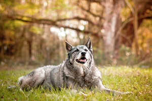 怎样喂养挪威猎鹿犬 科学喂养挪威猎鹿犬