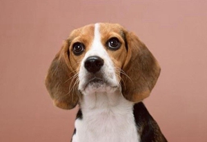 美国猎狐犬性格怎么样 美国猎狐犬性格特点介绍