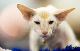 东方猫得了肺炎怎么治疗 肺炎治疗方法