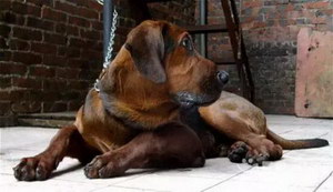 普罗特猎犬指甲剪出血处理方法