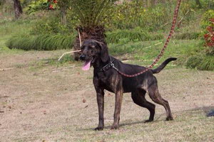 普罗特猎犬耳朵怎么清洁 普罗特猎犬耳朵清理技巧