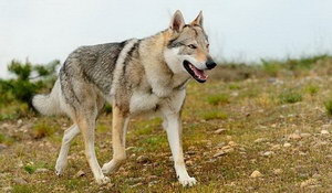 捷克狼犬怎么洗澡 捷克狼犬洗澡方法及注意事项