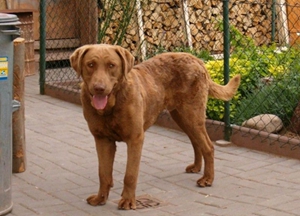 如何喂养乞沙比克猎犬 乞沙比克猎犬喂养经验