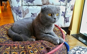 沙特尔猫感染泡翼线虫病有什么特征