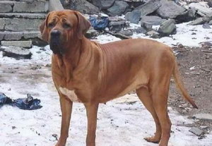 日本土佐犬指甲剪出血怎么处理方法