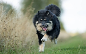 芬兰拉普猎犬好养吗 芬兰拉普猎犬饲养经验分享