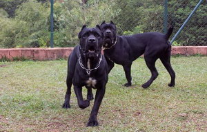 巴西非勒犬怎么养 巴西非勒犬饲养心得分享