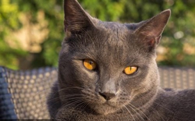 沙特尔猫排尿异常怎么办 尿路感染原因