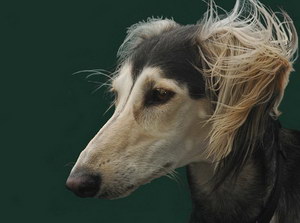 萨路基猎犬怎么养 萨路基猎犬饲养心得