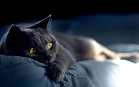 沙特尔猫肝炎怎么治疗 沙特尔猫肝炎治疗方法