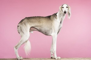 萨路基猎犬耳朵怎么清洁 萨路基猎犬耳朵护理方法