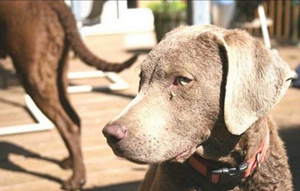 乞沙比克猎犬怎么护毛 毛发护理方法