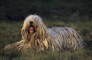 如何给可蒙犬剪指甲 可蒙犬剪指甲步骤流程